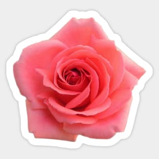 Pink Rose Sticker